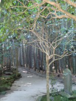/album/kamakura1/dsc02978-jpg1/