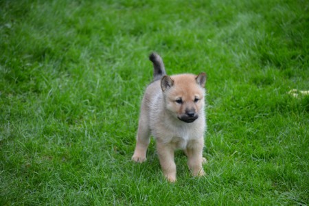 Akira